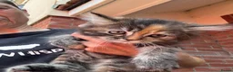 Mixed Breed cats for sale: Beautiful maine coon cross persian kittens  - Advert 8
