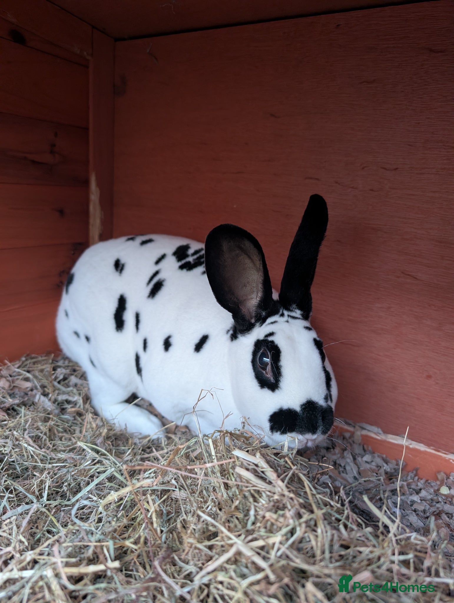 Mixed Breed rabbits Older buns looking for new homes - Advert 7