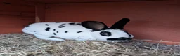 Mixed Breed rabbits for sale: Older buns looking for new homes - Advert 7