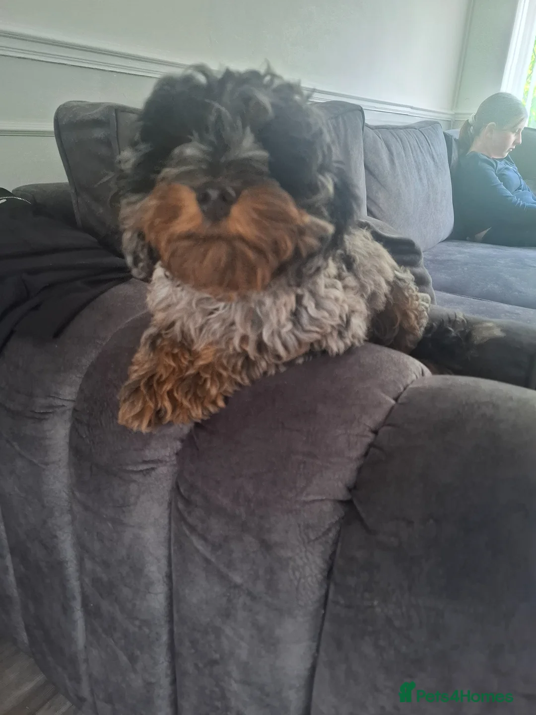 Cockapoo dogs for sale:  Phantom Blue Merle Puppy - Advert 12