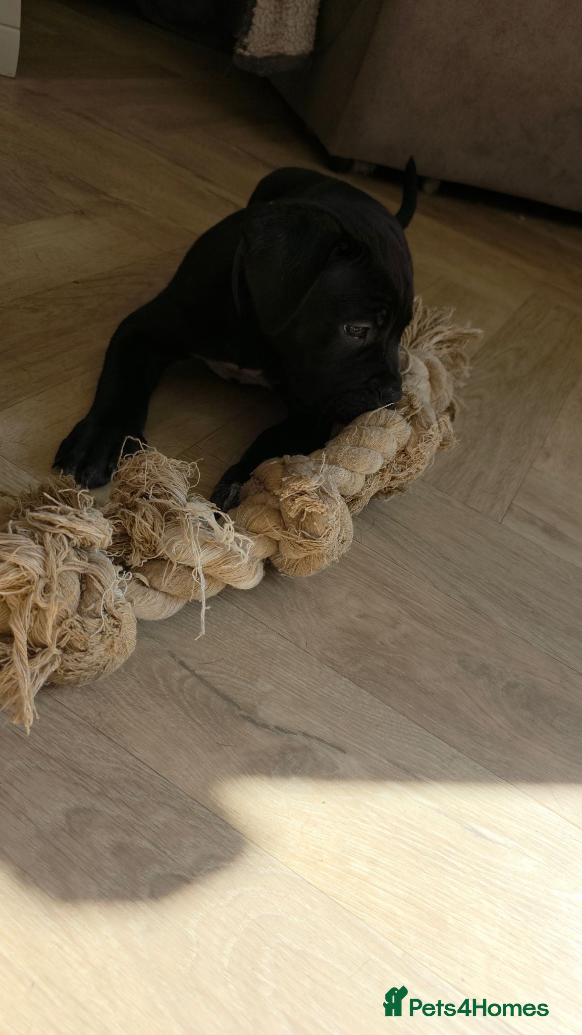 Cane Corso dogs NEW POST - Cane Corso Puppies  - Advert 2
