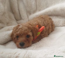 Cavapoo dogs - Advert 5