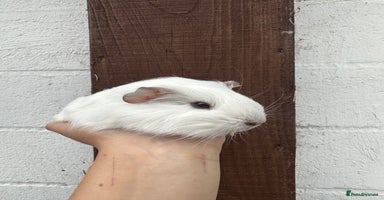 Guinea Pig rodents - Advert 5