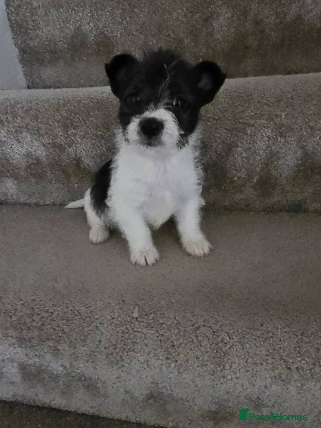 Mixed Breed dogs for sale: Malchi puppies for sale  - Advert 16