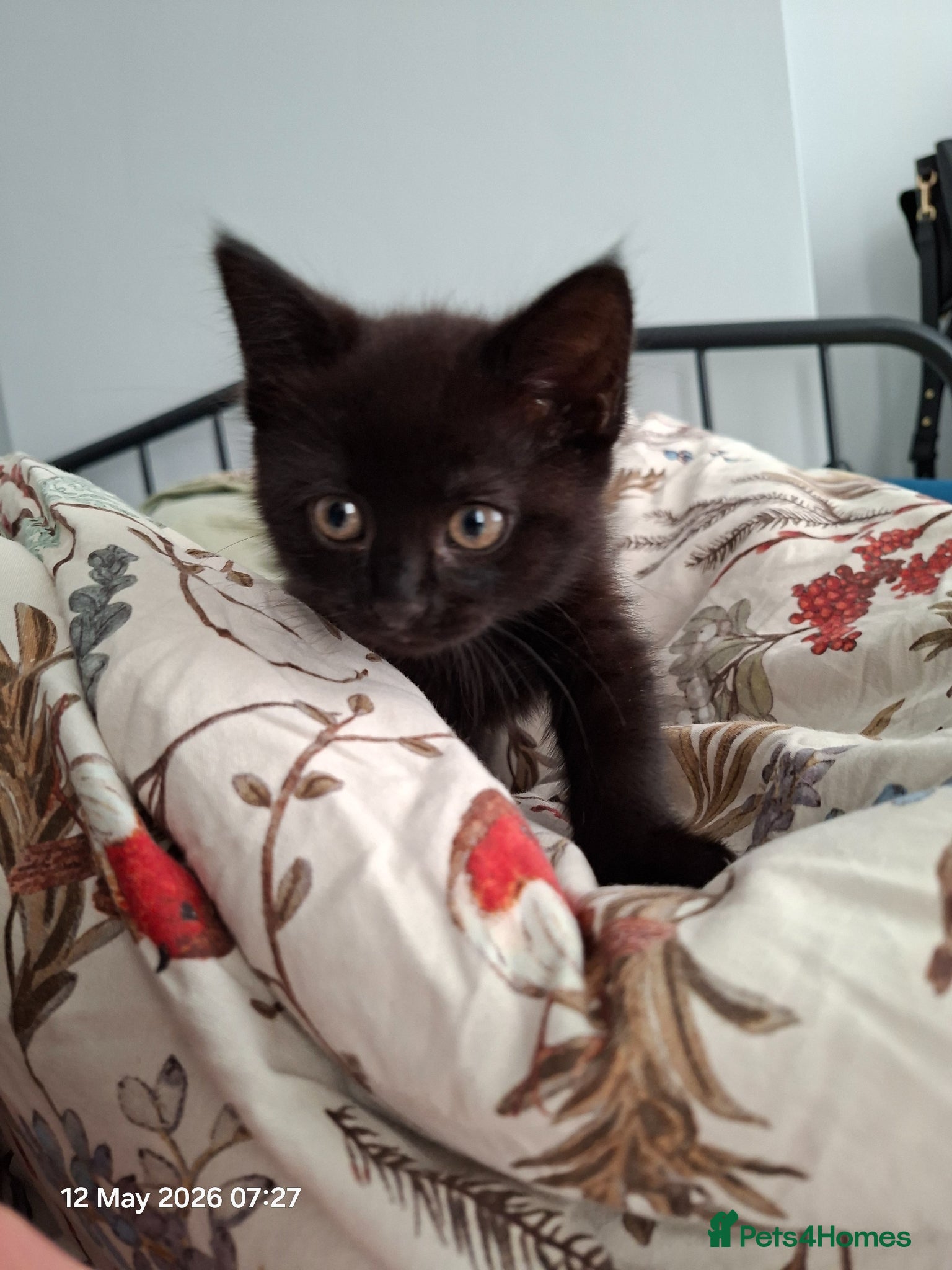 Mixed Breed cats Black kitten - Advert 18