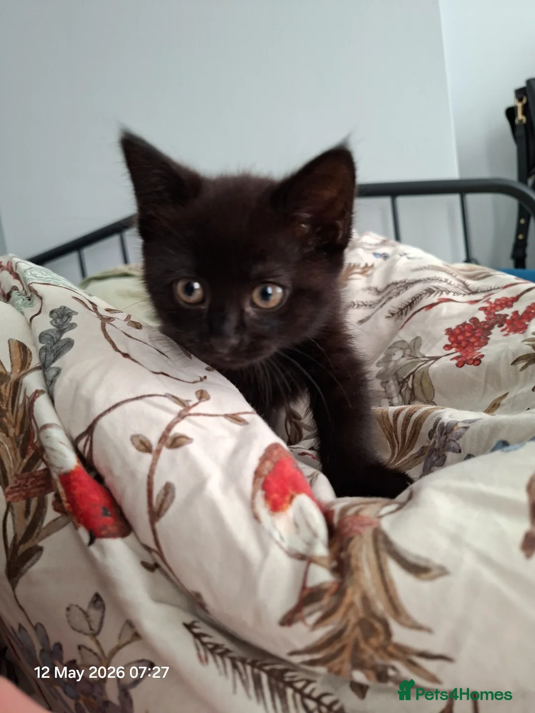 Mixed Breed cats for sale: Black kitten - Advert 1