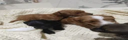 Cockapoo dogs for sale: Fur balls puppies  - Advert 2