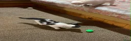 Mixed Breed cats for sale: Four adorable, cuddly kittens - Advert 11