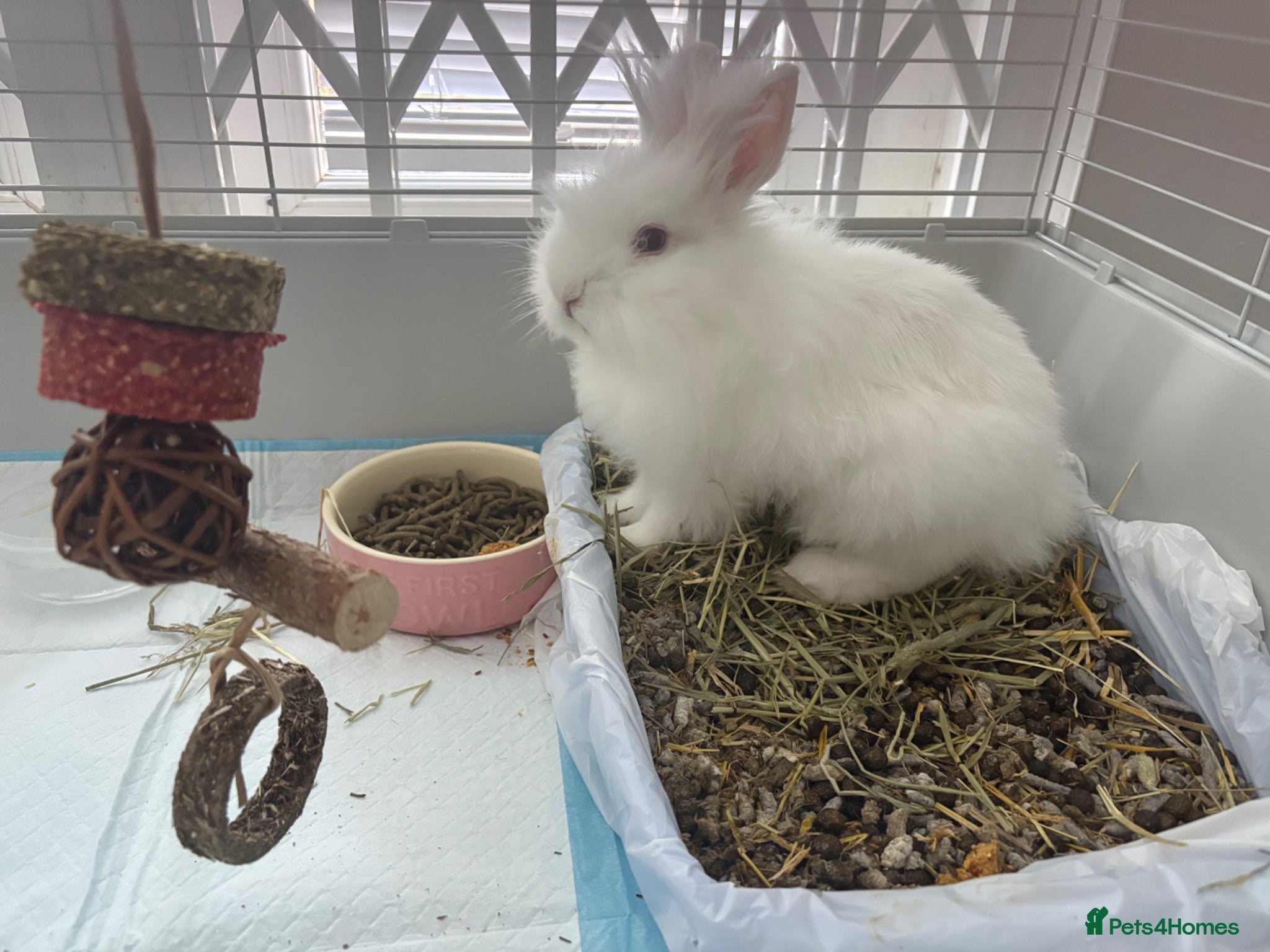 Lionhead rabbits 4 month old female lionhead  - Advert 1