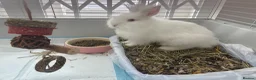Lionhead rabbits for sale: 4 month old female lionhead  - Advert 1