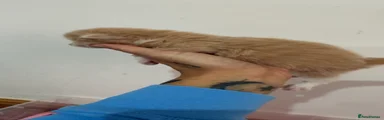 Amber 