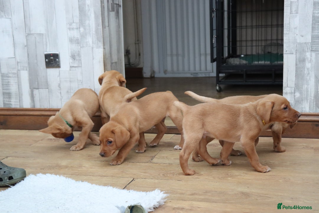 Labrador Retriever dogs for stud: Fox Red Labrador For Stud, Fully health tested  in Stoke-on-Trent - Image 16