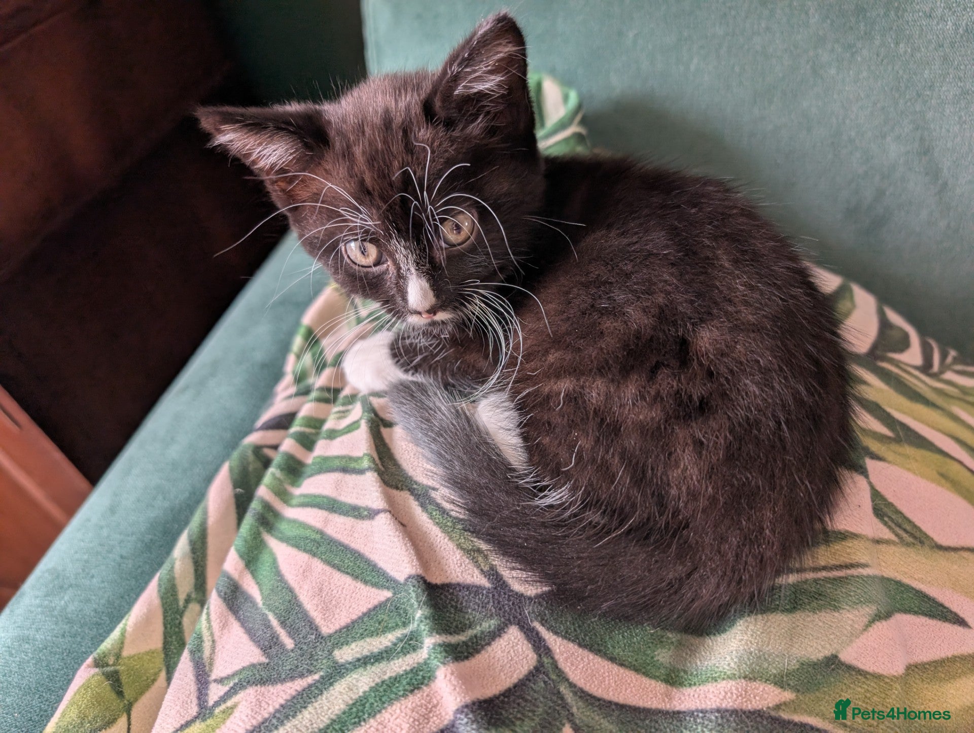 Mixed Breed cats Rainbow litter of kittens - part BSH - Advert 2