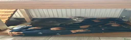 Oriental cats for sale: Oriental boy 11 months old - Advert 3