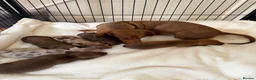 Miniature Dachshund dogs for sale: BEAUTIFUL K.C REGISTERED MINIATURE DACHSHUNDS  - Advert 10