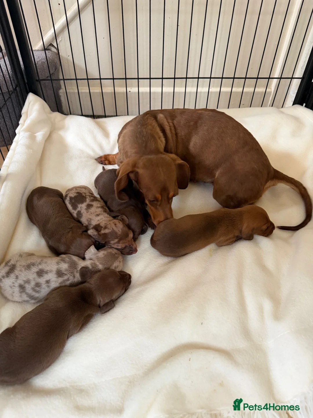 Miniature Dachshund dogs for sale: BEAUTIFUL K.C REGISTERED MINIATURE DACHSHUNDS  - Advert 10