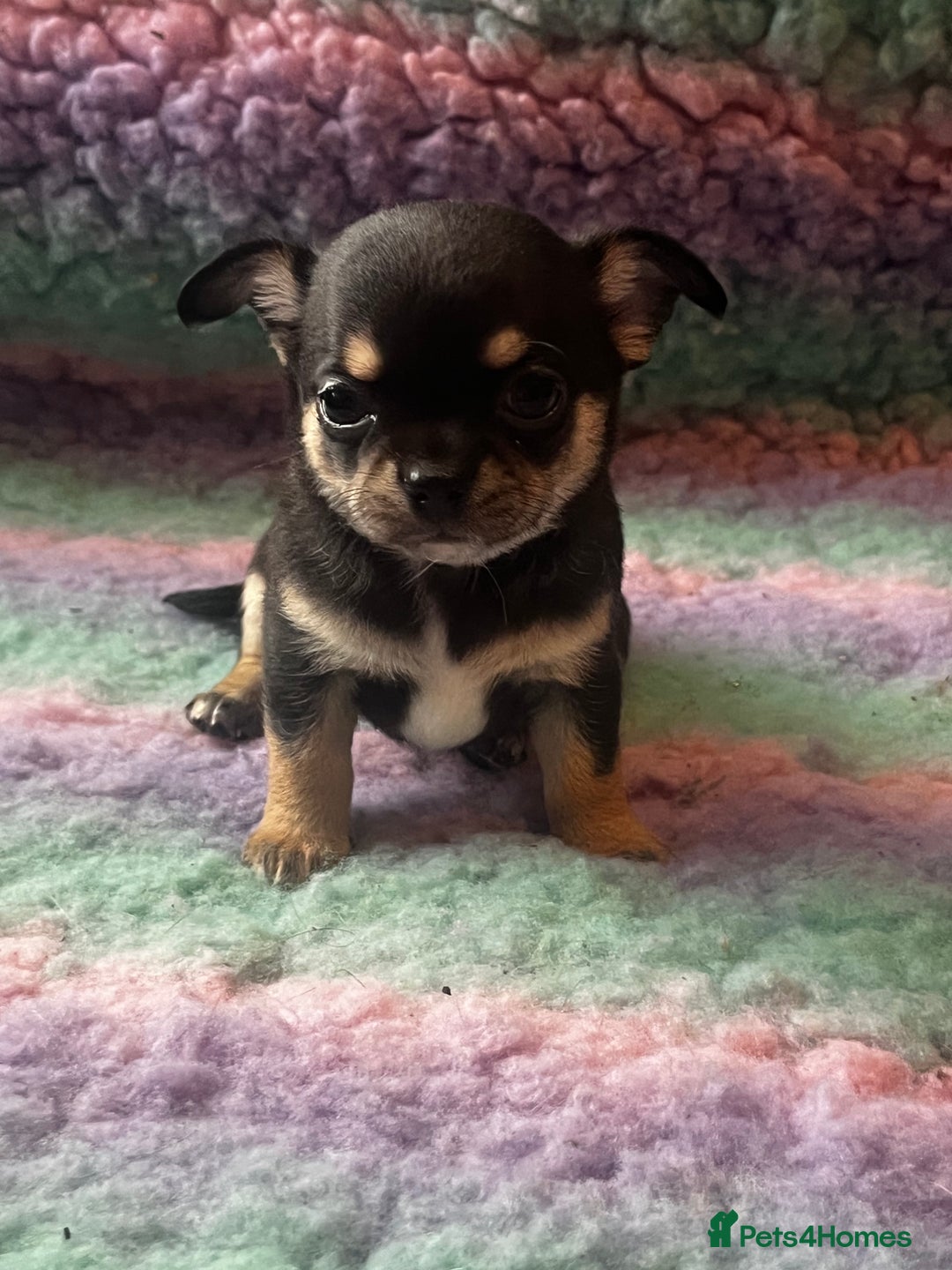 Chihuahua dogs for stud: Blue n tan small chihuahua stud carrying chocolate in Harpenden - Advert 18