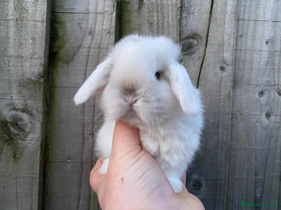 Mini Lop rabbits for sale: 🧡Gorgeous and friendly mini lop babies 🧡 - Advert 2