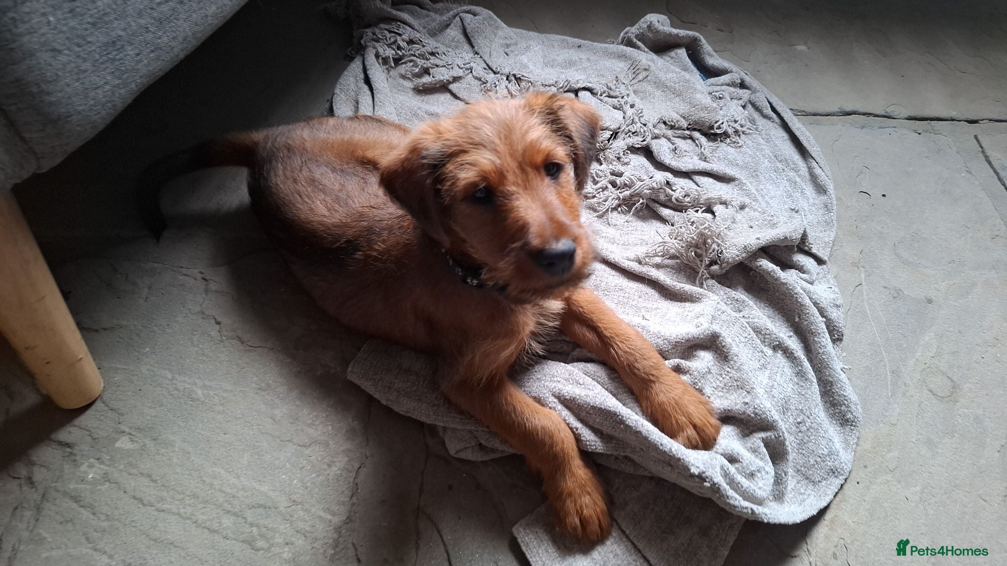 Irish Terrier dogs Irish Terrier Male puppy  - Advert 1