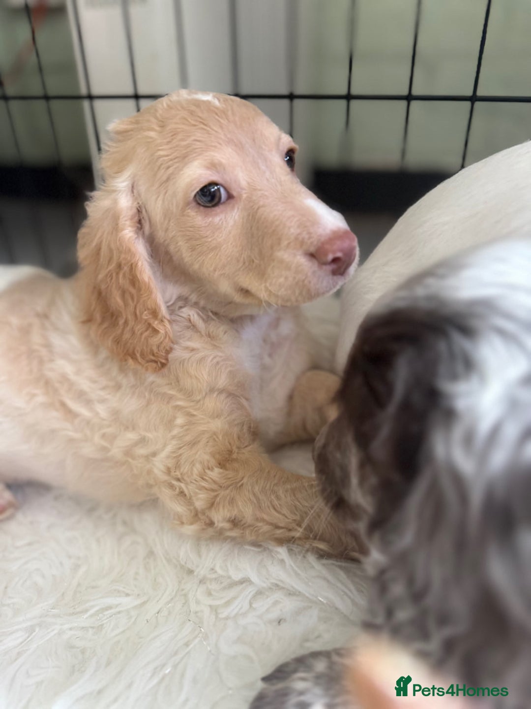 Cockapoo dogs for sale: F1b Cockapoo puppies - Advert 14