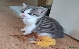 Mixed Breed cats for sale: 2 gorgeous kittens left  - Image 1