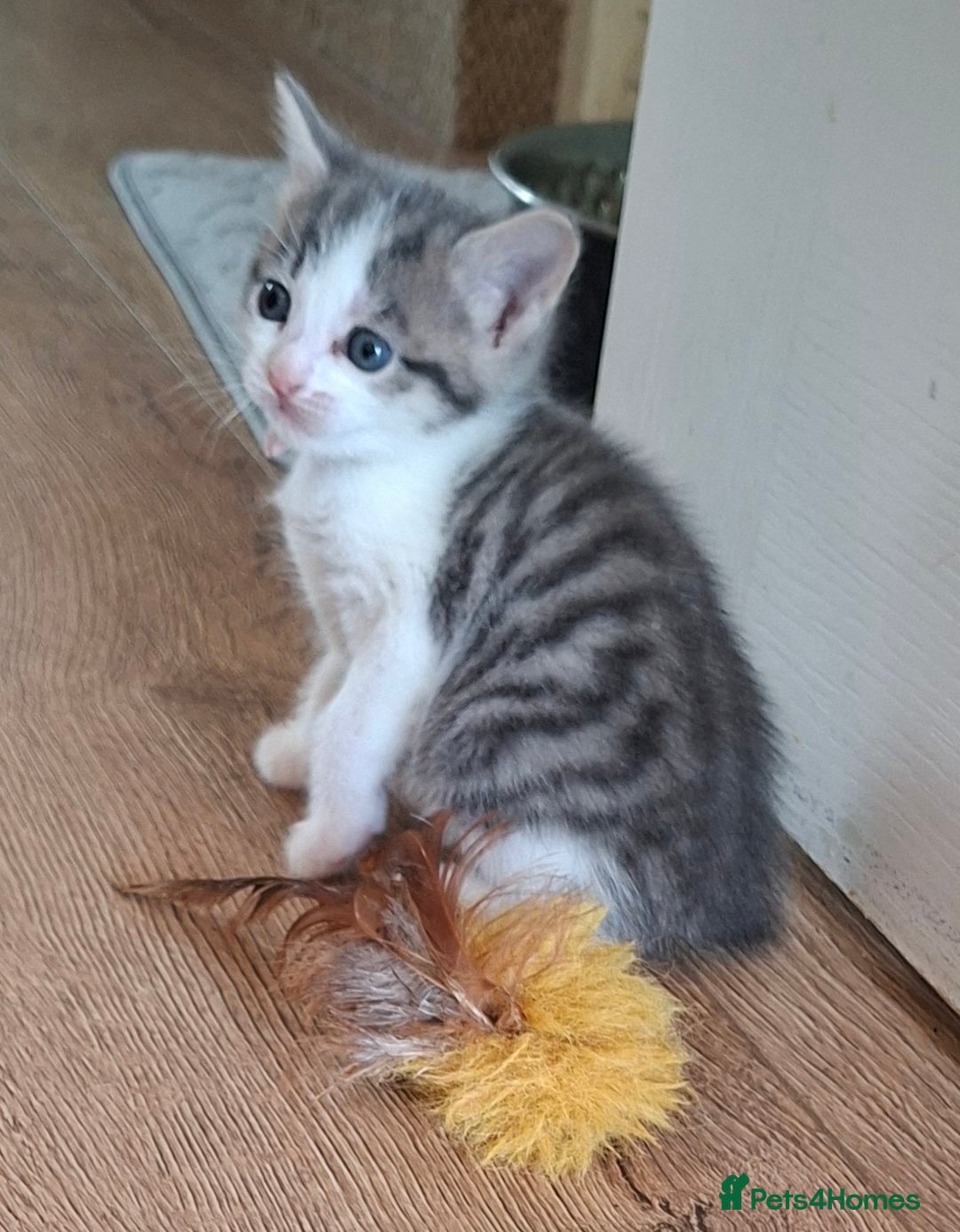 Mixed Breed cats for sale: 2 gorgeous kittens left  - Image 1