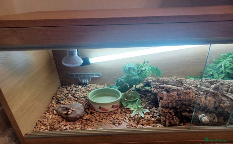 Bearded Dragon reptiles - Advert 1