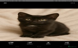 Mixed Breed cats for sale: Kittens ready now  - Image 3
