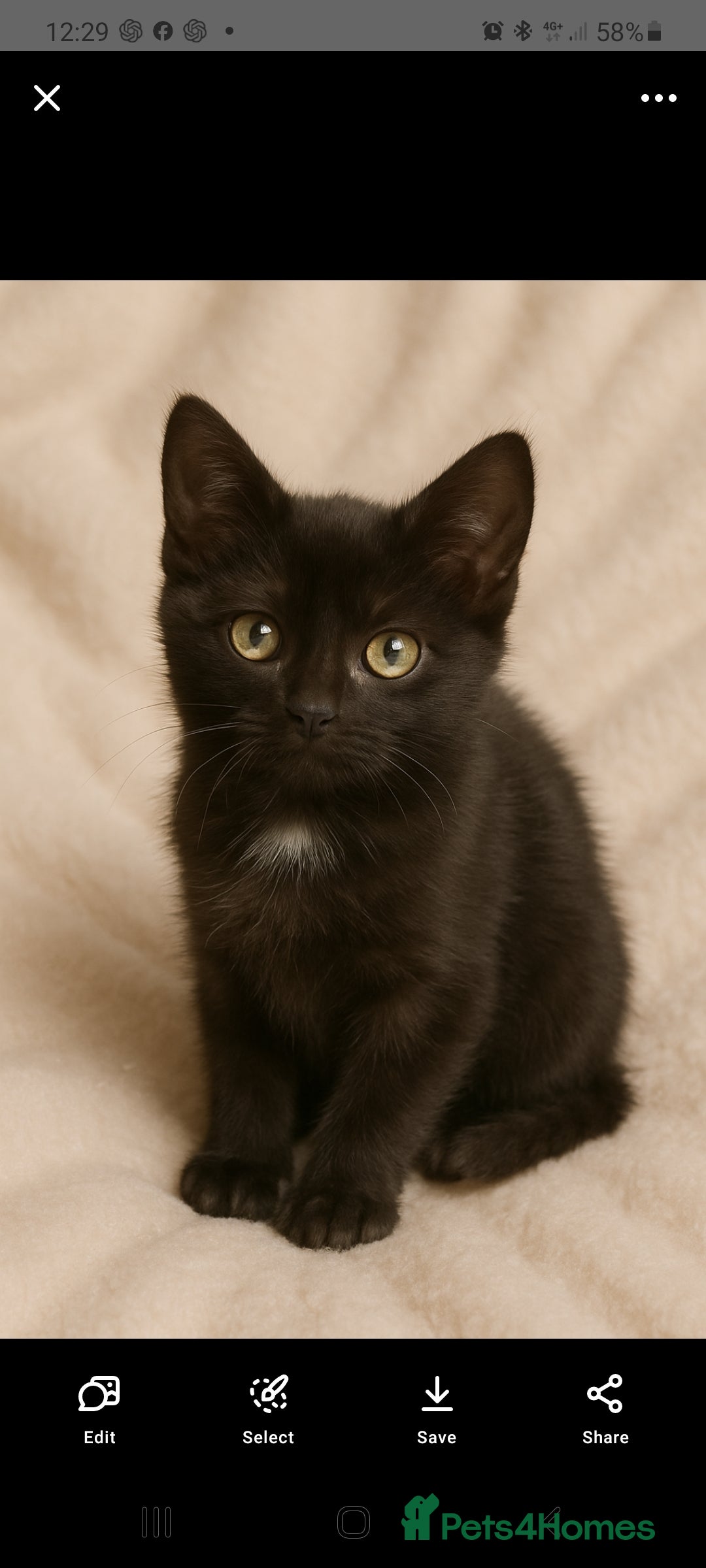 Mixed Breed cats for sale: Kittens ready now  - Image 3