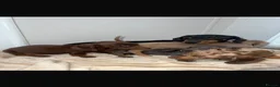 Miniature Dachshund dogs for sale: Miniature dachshund  in Stourport-on-Severn - Advert 2