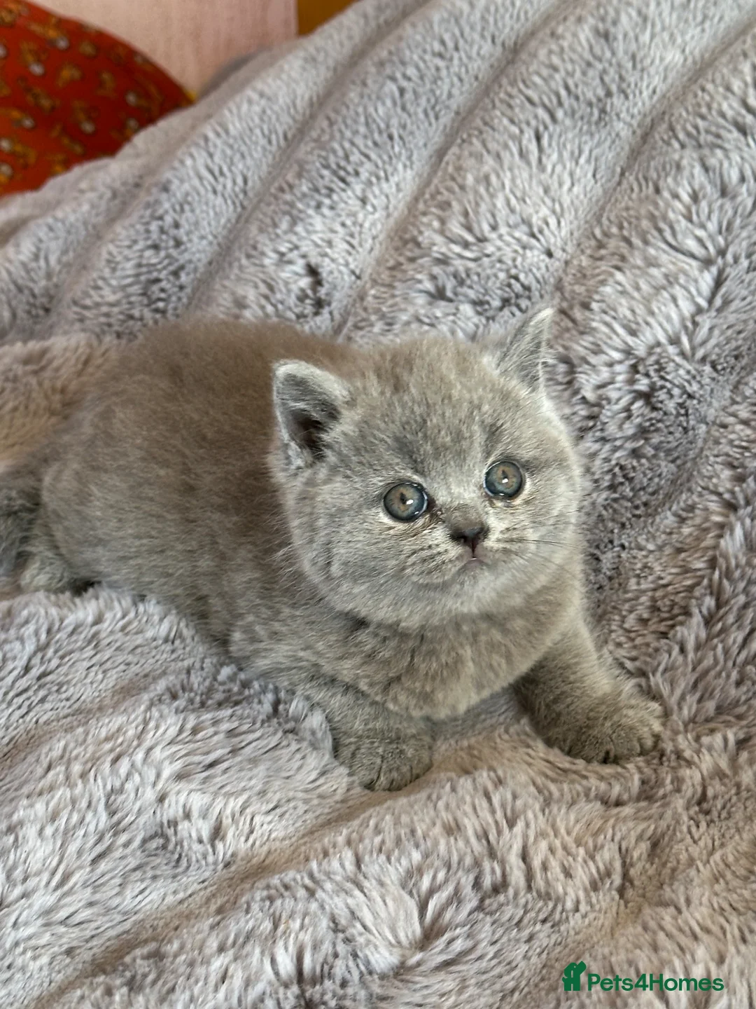 British Shorthair cats for sale: Gccf registered kittens  - Advert 2