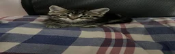 Mixed Breed cats for sale: 4 Beautiful Kittens Looking for Loving Homes!  in Dagenham - Advert 8