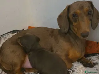Miniature Dachshund dogs Miniature dachshund Puppies - Advert 9