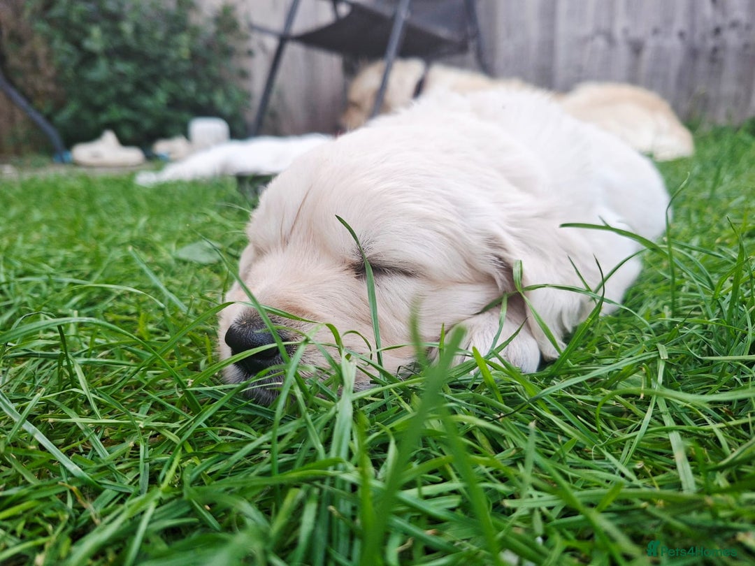 Golden Retriever dogs for sale: Cream Golden Retriever Puppies –Family Raised  - Image 8