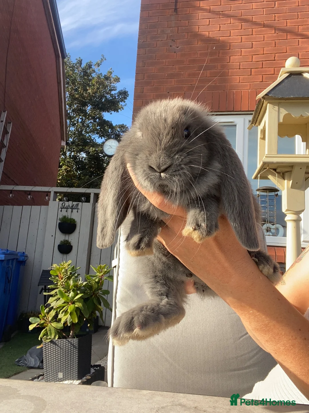 French Lop rabbits for sale: French lop last one of litter  - Advert 2