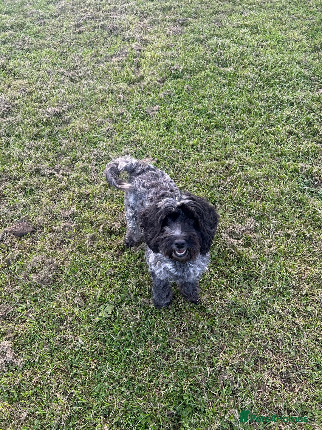 Cockapoo dogs for sale: Female cockapoo - Image 1