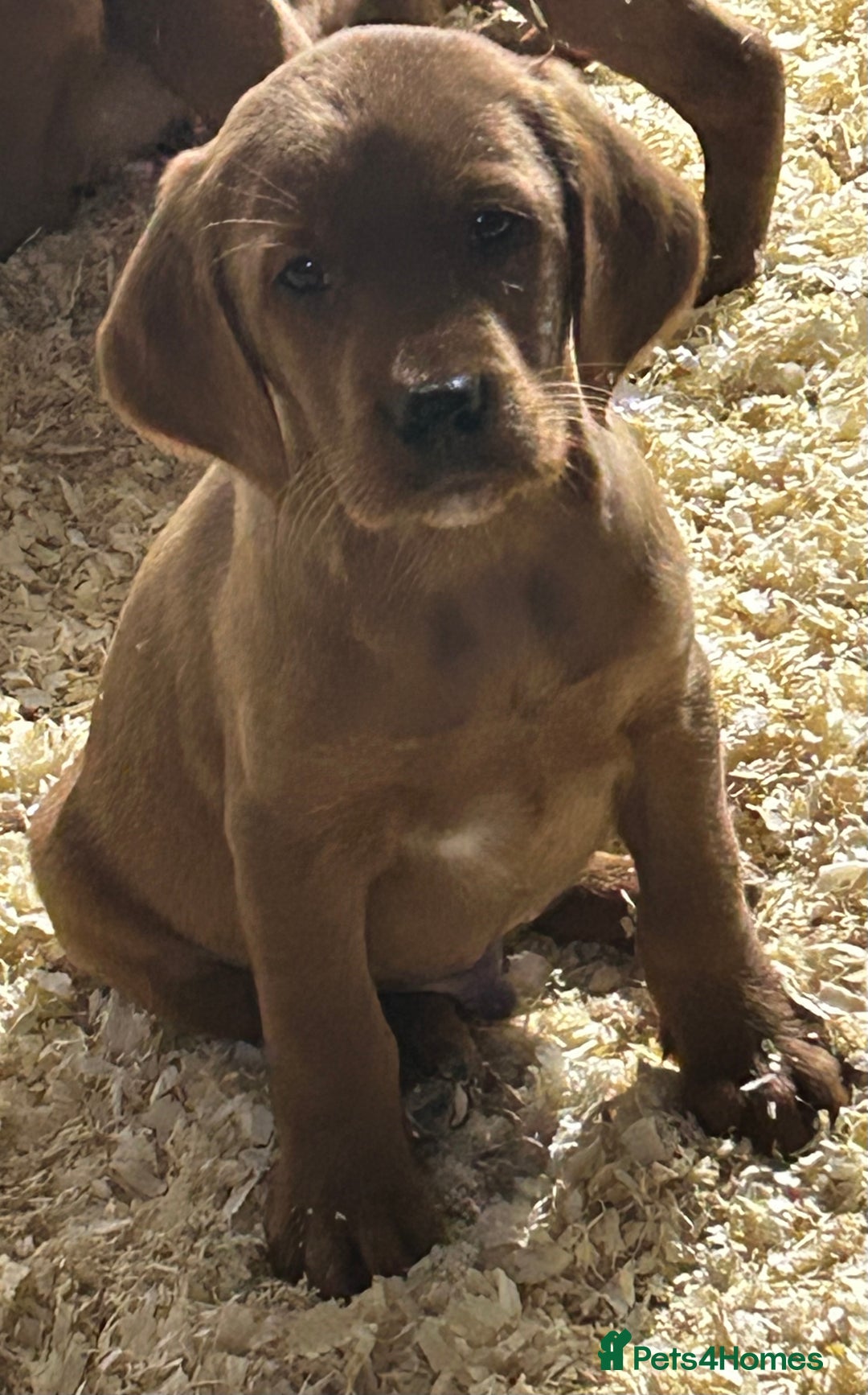 Mixed Breed dogs for sale: Outstanding settador puppies  - Advert 1