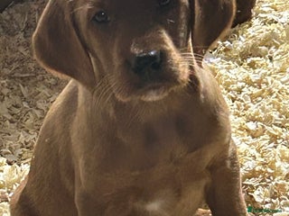 Mixed Breed dogs Outstanding settador puppies - Advert 1