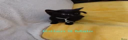 Mixed Breed cats for sale: 12 Beautifull kittens looking for a home. - Advert 23