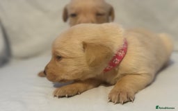 Labrador Retriever dogs for sale: KC registered Labrador puppies - Image 5