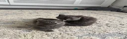 British Shorthair cats for sale: Mixed Russian blue and British blue kittens  - Advert 8