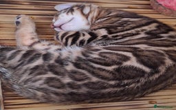 Bengal cats for sale: Show quality pure bengal kittens. - Image 35