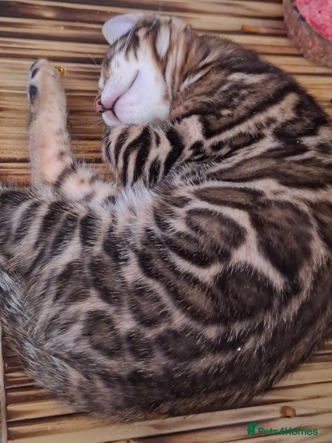 Bengal cats for sale: Show quality pure bengal kittens. - Image 35