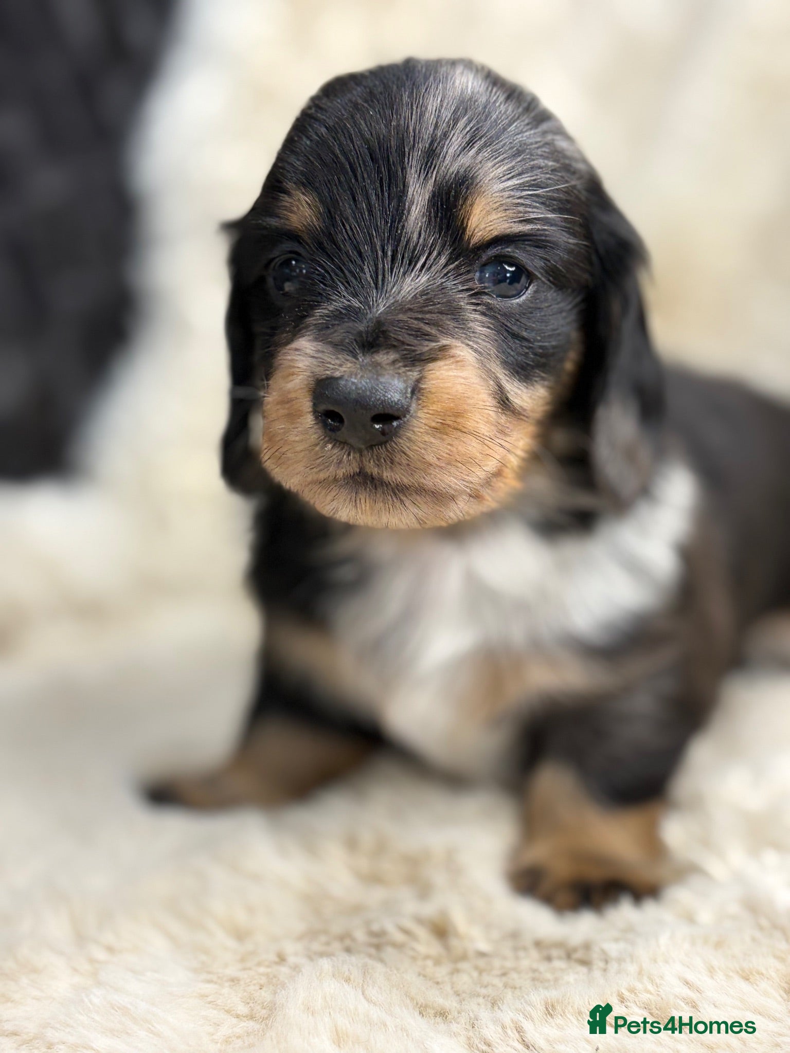 Miniature Dachshund dogs Stunning mini long haired dachshund puppies - Advert 2