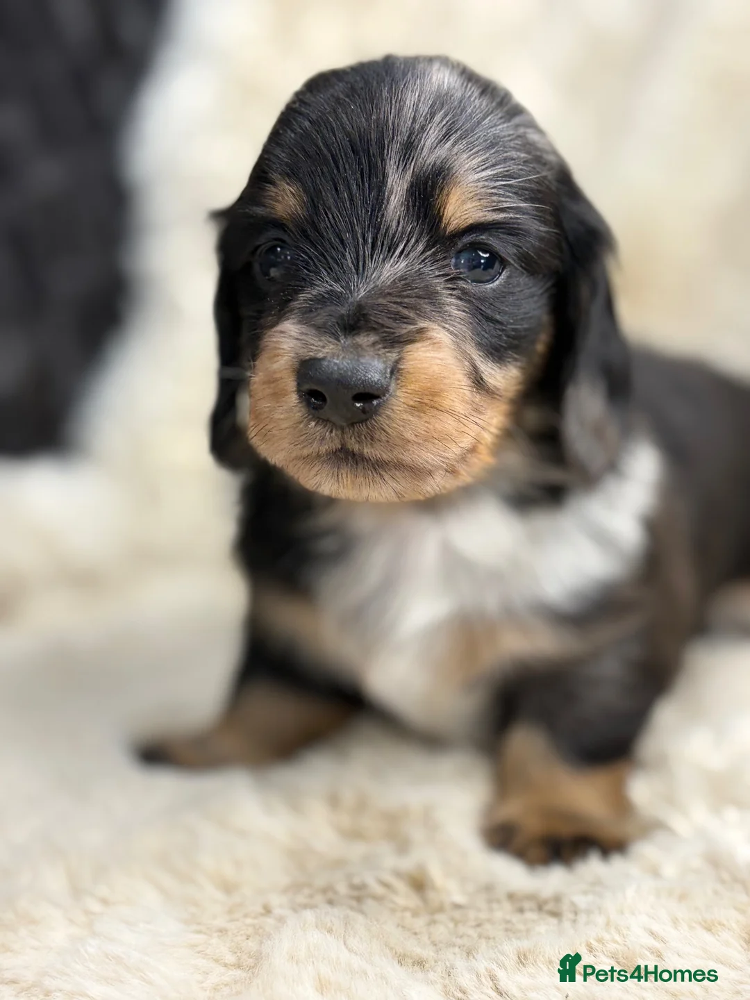 Miniature Dachshund dogs for sale: Stunning mini long haired dachshund puppies - Advert 2
