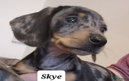 Miniature Dachshund dogs for sale: QUALITY MINIATURE DACHSHUND SMOOTH PUPS - Image 13