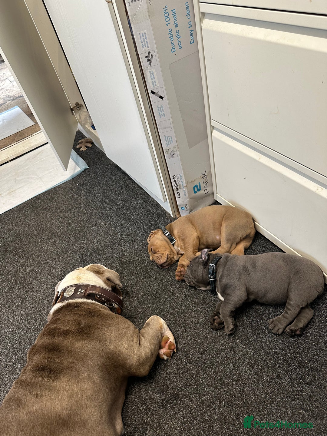 Olde English Bulldogge dogs for sale: 2 male gorgeous Ild English Bulldogs - Image 15