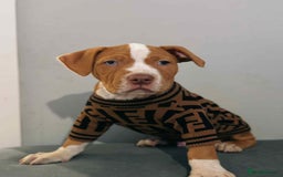 Mixed Breed dogs for sale: 10 month old American bulldog cross mastiff  - Image 5