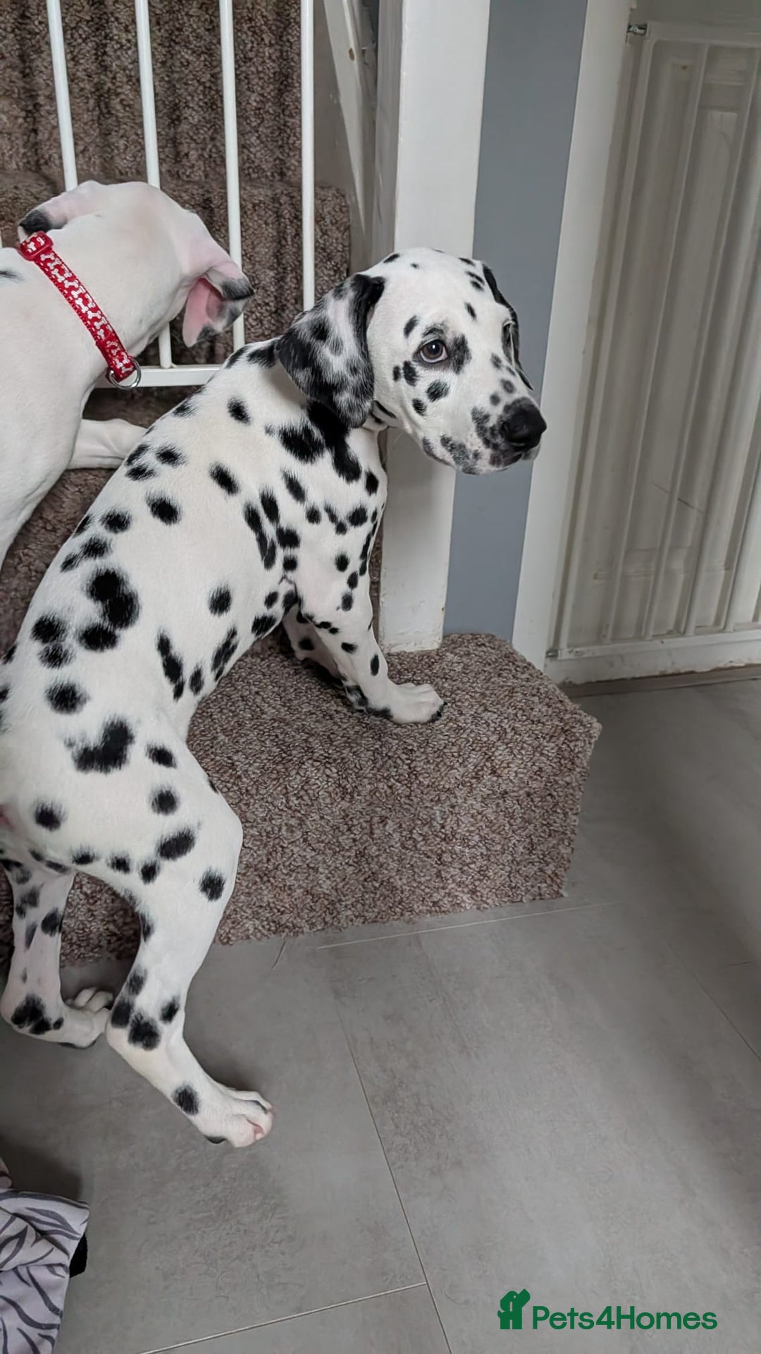 Dalmatian dogs for sale: Dalmatian puppies ready advert fully - Advert 22