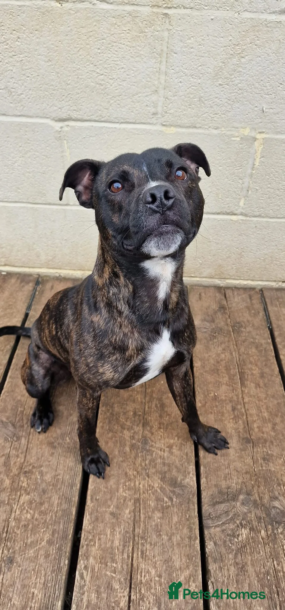 Staffordshire Bull Terrier dogs for sale: 2 year old Staffordshire bull terrier  in Brandon - Advert 2